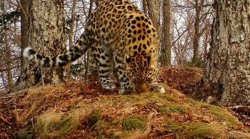 Самка дальневосточного леопарда в нацпарке Приморья получила имя Луна
