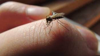 В Крыму началось нашествие комаров