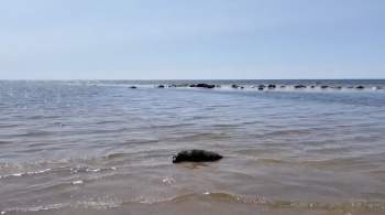 Найденных около Петербурга тюленей выпустили после лечения в Финский залив