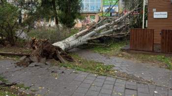 В Керчи шторм повалил деревья, несколько районов остались без света 