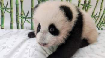 Маленькая панда из Московского зоопарка сделала первые шаги 