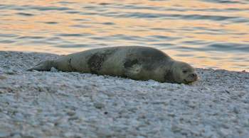 Минприроды объяснило гибель десятков тюленей в Каспийском море