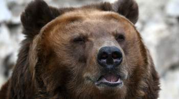 Ученый объяснил выход медведей к людям в районе Красной Поляны