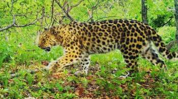 В Приморье краснокнижный дальневосточный леопард вышел к частному дому
