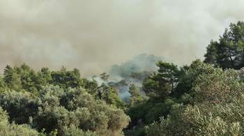 Власти Турции взяли под контроль лесные пожары в Мармарисе
