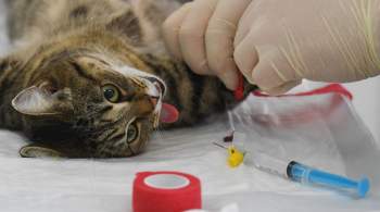 В Госдуме предложили обязать стерилизовать домашних животных