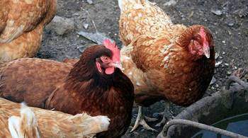 Россельхознадзор временно запретил ввоз продукции птицеводства из Чехии