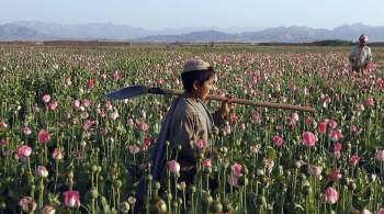 Талибы выразили надежду на помощь России в борьбе с наркотрафиком