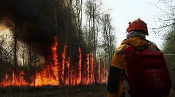 WWF России начал сбор средств на тушение пожаров в Якутии