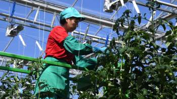 Глава Белгородской области призвал увеличить производство овощей
