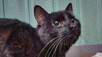 На одной из станций Московского метро нашли забытого черного кота