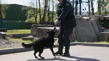 В Приморье служебный пес помог найти пенсионера в лесу 