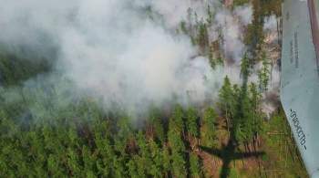 Ученый оценил ущерб от лесных пожаров в России