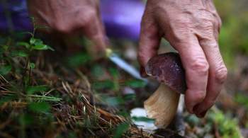 Минприроды разъяснило права россиян на грибы и березовый сок