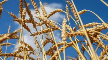Россия в 2021 году добилась рекордно высокого качества пшеницы