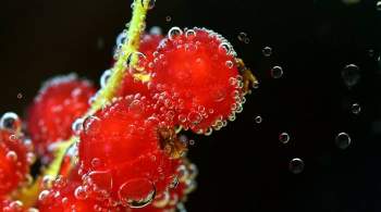 Названы ягоды, восстанавливающие организм после коронавируса