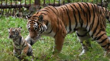 Семейство с пятью амурскими тигрятами впервые в мире попало на видео