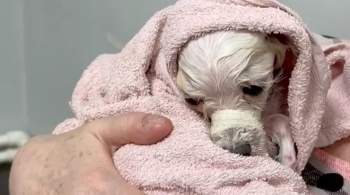 В приюте рассказали подробности о собаке, которую спасли в Подольске 