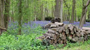 Эколог заявил о возросшем спросе на древесину в Венгрии