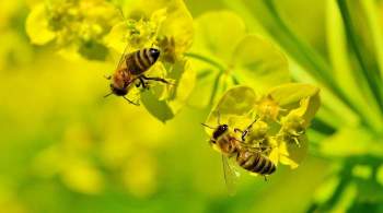 Жителей Подмосковья предупредили о пьяных пчелах