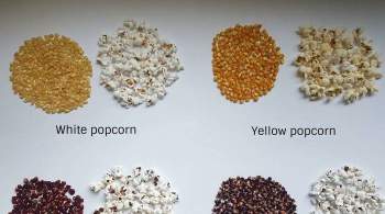 Ученые выяснили, от чего зависит качество попкорна
