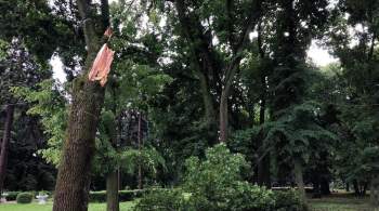 Жительница Тамбова получила смертельные травмы при падении дерева