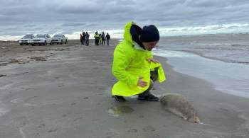 На побережье Дагестана нашли около 130 мертвых каспийских тюленей 