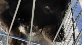В Мосгордуме попросили спасти кошку, запертую в автомобиле в центре Москвы 