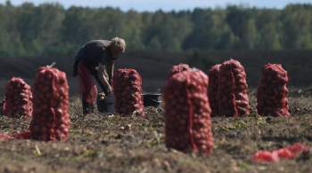Словакия выступила против помощи Украине в ущерб европейским аграриям 