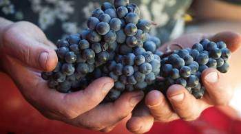 Правительство утвердило правила господдержки виноградарей