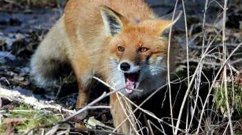 Полиция проверяет данные об убийстве лисы в красноярском парке
