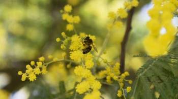 Энтомолог назвал причину сокращения численности пчел