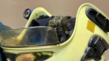 В Петербурге ищут дом для спасенного из пожара котенка Уголька 