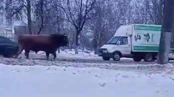 Орловские полицейские поймали быка, бегавшего по проезжей части  