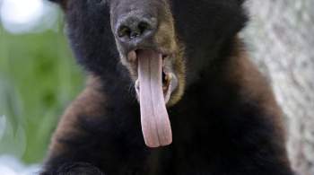 СМИ: в США медведь ворвался в кондитерскую, съел 60 капкейков и сбежал