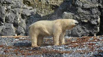 В якутской деревне поймали дикого белого медведя