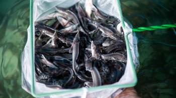 Двум жителям Омска грозит срок в колонии за ловлю краснокнижных видов рыб 