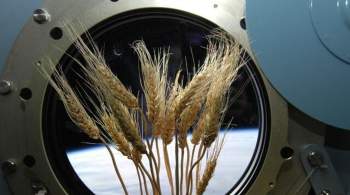Самарские ученые хотят отправить в космос  потомков  растений-космонавтов