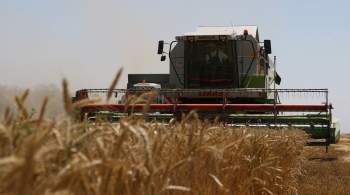 Египет договорился о закупке почти 800 тысяч тонн российской пшеницы 