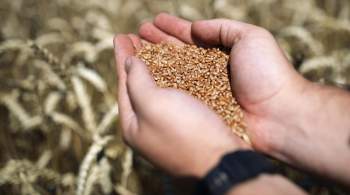 Продуктовая сделка помогла снизить цены на зерно в мире, заявили в ЮНКТАД