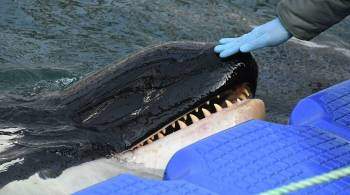  Мы в недоумении : что не так с законом о запрете добычи китов и дельфинов