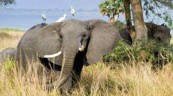 В национальном парке Уганды слон насмерть затоптал туриста