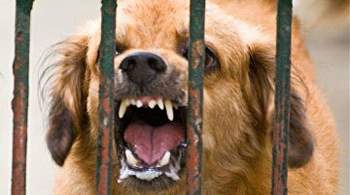 США запретили ввозить собак из России