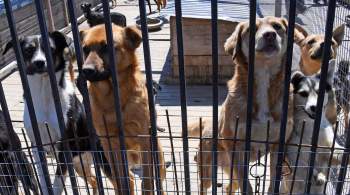 В Республике Алтай разрешили усыплять бездомных животных 