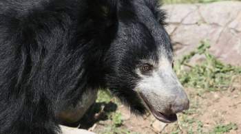 Московский зоопарк показал видео самого необычного медведя Пельменя
