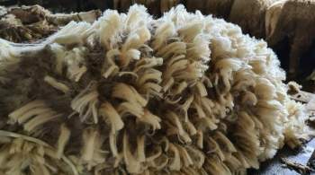 Дагестан поставит две тысячи тонн шерсти в Китай и Белоруссию