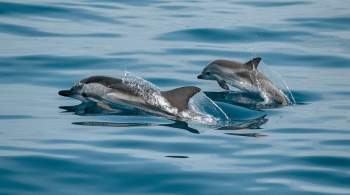 Выброшенные в море в Севастополе дельфины адаптировались, заявила ученый