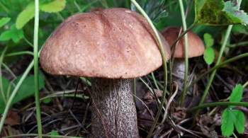 Власти Подмосковья рассказали, почему не стоит собирать грибы у трасс