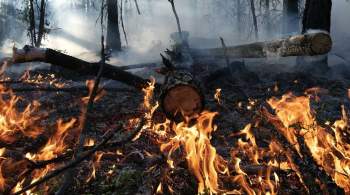 На Камчатке из-за туристов загорелись восемьдесят гектаров леса