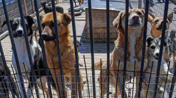 Фонд поможет освободить улицы Владивостока от бродячих собак